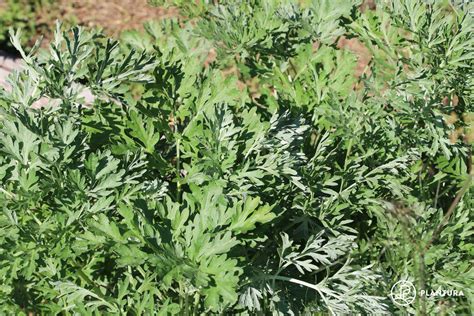 Wormwood Cultivation Harvest And Uses Plantura