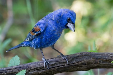 Blue Grosbeak Vs Indigo Bunting Badgerland Birding