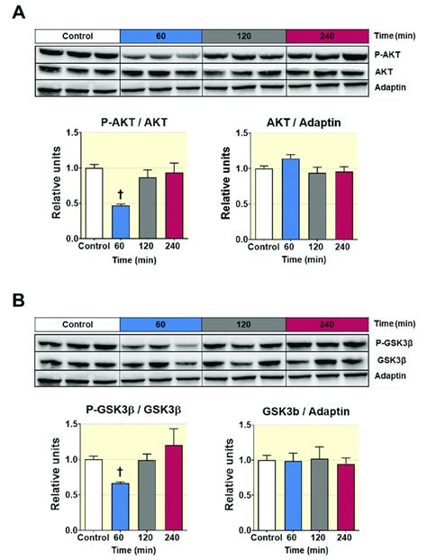 Western Blot Analysis Of The Phosphorylation Status Of The Enzymes Akt