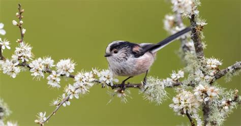 How To Photograph Long Tailed Tits Nature TTL