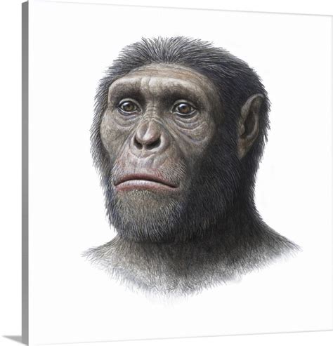 Australopithecus sediba head Wall Art, Canvas Prints, Framed Prints ...