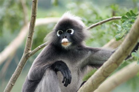 Dusky Langur Trachypithecus Obscurus Photo