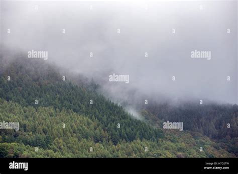 Conifer Forests Hi Res Stock Photography And Images Alamy