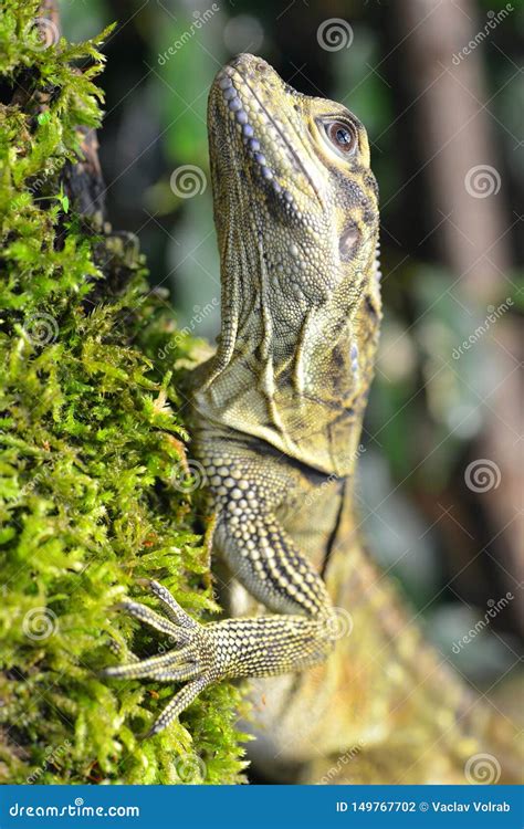 Philippine Sailfin Lizard Hydrosaurus Pustulatus Stock Photo Image Of