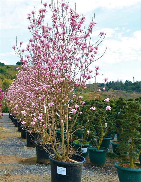 Magnolia Stellata Rosea Plant Plant World London