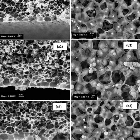 Fesem Micrographs Of Pvdf Hollow Fiber Membranes Cross Section