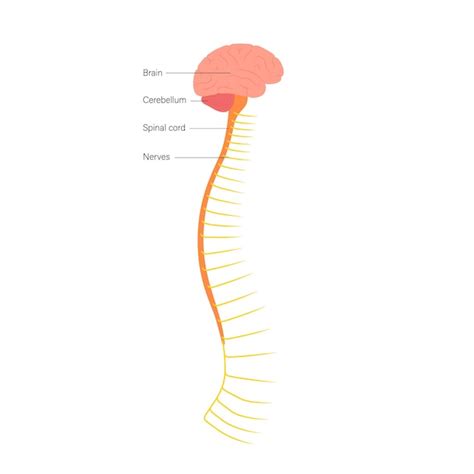 Premium Vector | Spinal cord anatomy