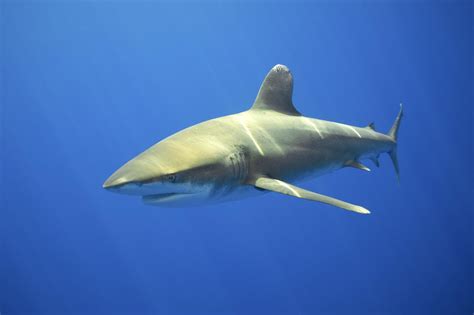 Fond D Cran Poisson Sous Marin Grand Requin Blanc La Biologie