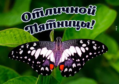 Симпатичная картинка Отличной пятницы с бабочкой- Скачать бесплатно на ...
