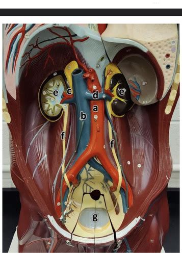 Urinary Anatomy Flashcards Quizlet