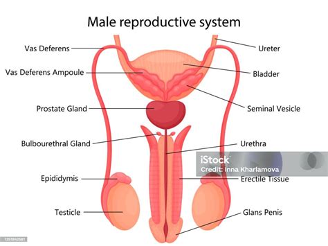 Male Reproductive System Diagram Labeled