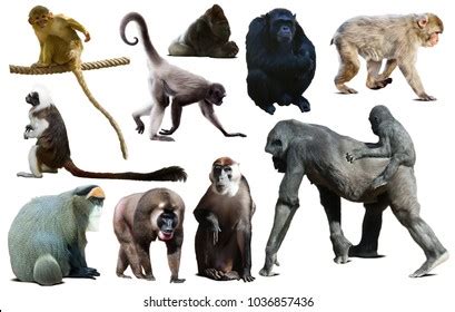 Species Of Primates