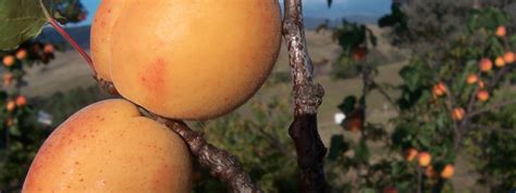 Abrikozenboom Kopen Vanaf 16 99 Fruitbomen Net