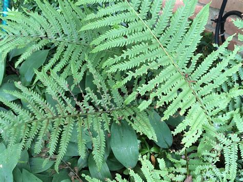 Something Eating My Ferns 257530 Ask Extension