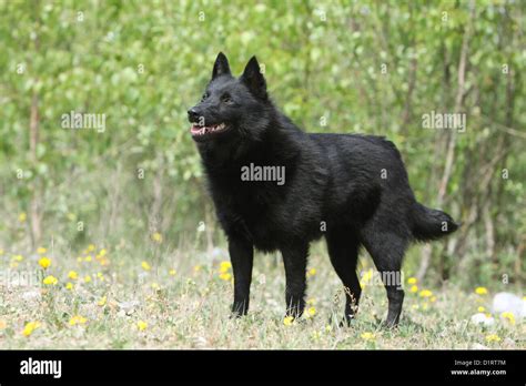 Dog Schipperke Adult Standard Profile Stock Photo Alamy