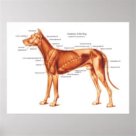 Músculos del poster de la anatomía del perro Zazzle