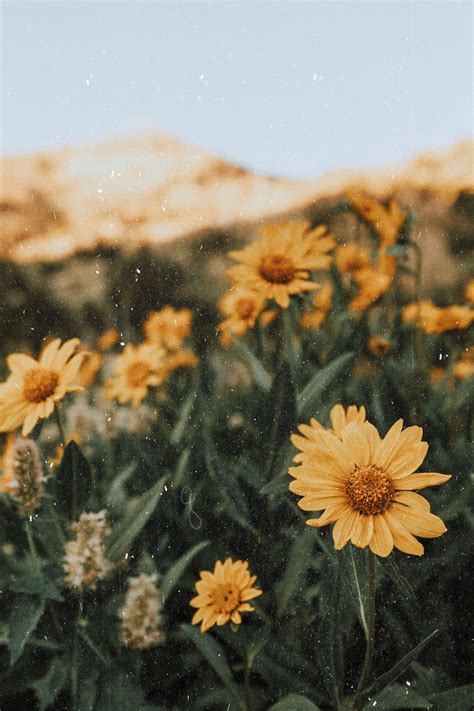 Yellow Flower Aesthetic Wallpapers On Wallpaperdog