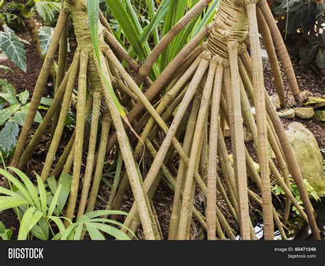 Walking Palm Trees Image & Photo (Free Trial) | Bigstock