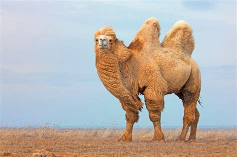 Gobi Desert Animals