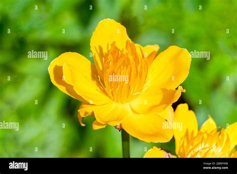 Trollius Cultorum Hi Res Stock Photography And Images Alamy