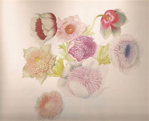 Джованна Гарцони | Botanical artwork, Flower drawing, Flower painting