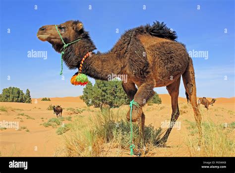 Paysage De Maroc Chameaux Banque Dimage Et Photos Alamy