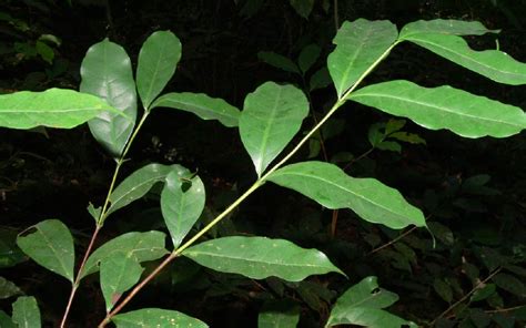 Coffea Stenophylla Café Chuapa