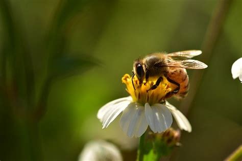 How Do Bees Pollinate? - Edwards Lawn & Home LLC