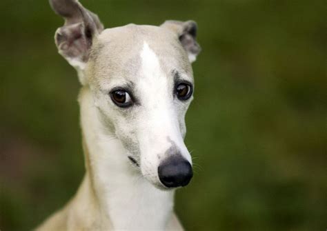 Tudo Sobre A Raça Whippet Tudo Sobre Cachorros Whippet Dog Whippet