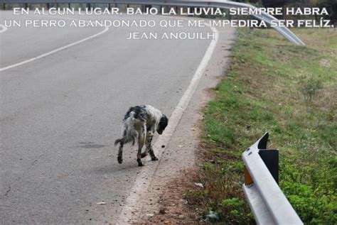 Noble Galgo Rota Perro Apaleado Desnutrido Y Maltratado ¡urgente