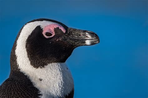 World’s Oldest African Penguin Turns 43 | World Birds