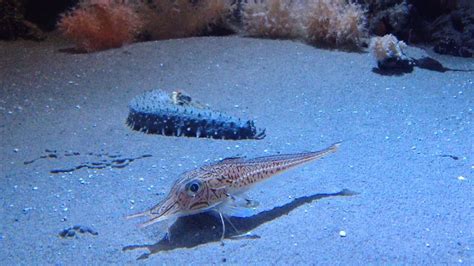 海底を歩く魚 キホウボウ Peristediidae 葛西臨海水族園 Youtube