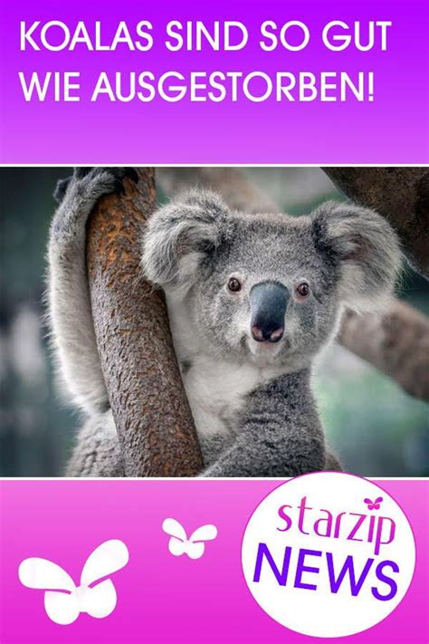 Krass Koalas Sind Fast Ausgestorben Koala Aussterben Tiere