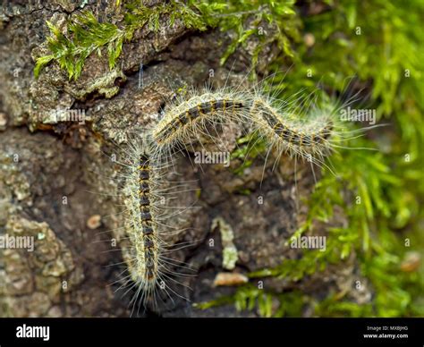 Toxic Caterpillars Oak Processionary Moth Thaumetopoea Processionea