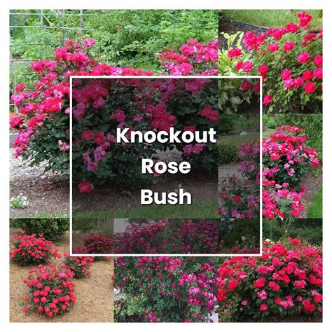 How To Grow Knockout Rose Bush Plant Care And Tips Norwichgardener