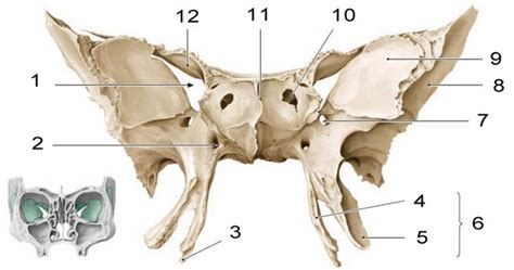 Sphenoid Anterior Anatomy Quiz By Nyucd