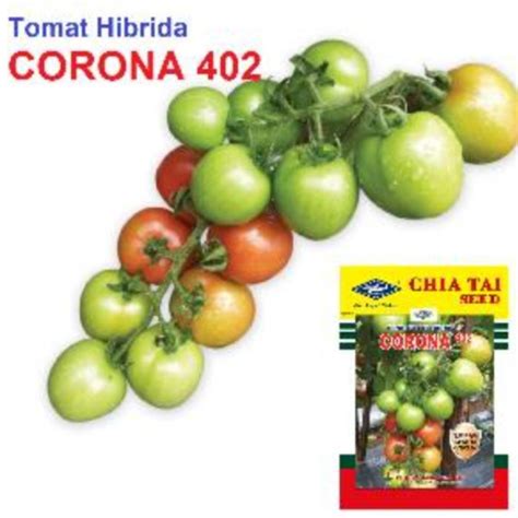 Jual Benih Tomat Hibrida F Corona Bisi Cap Kapal Terbang Original