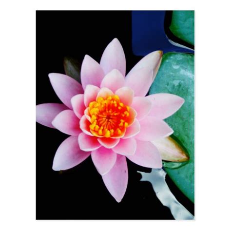 Hot Pink And Orange Lotus Water Lily Flower Postcard Zazzle