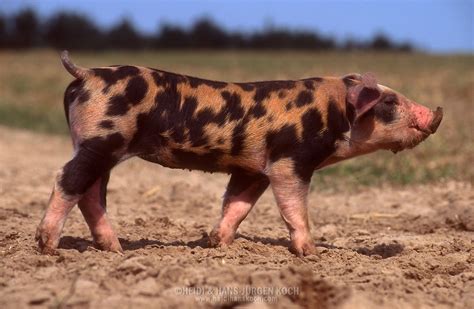 Domestic Pig Sus Scrofa F Domestica Portrait Of A Piglet Standing