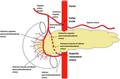 Endoscopic Resection Techniques For Duodenal And Ampullary Adenomas Videogie