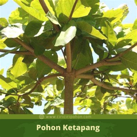 Detail Gambar Pohon Daun Ketapang Koleksi Nomer