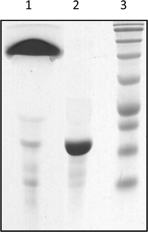 Sds Page Analysis Of Peg Chprl G Lane Chprl G Lane