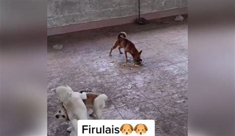 TikTok Viral Perro Aprovecha La Pelea Entre Dos Canes Y Se Come La