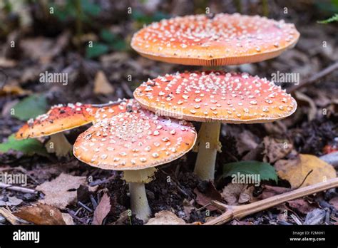Magic Mushroom, Fly Agaric, Fly Amanita, Woods, heath Stock Photo - Alamy