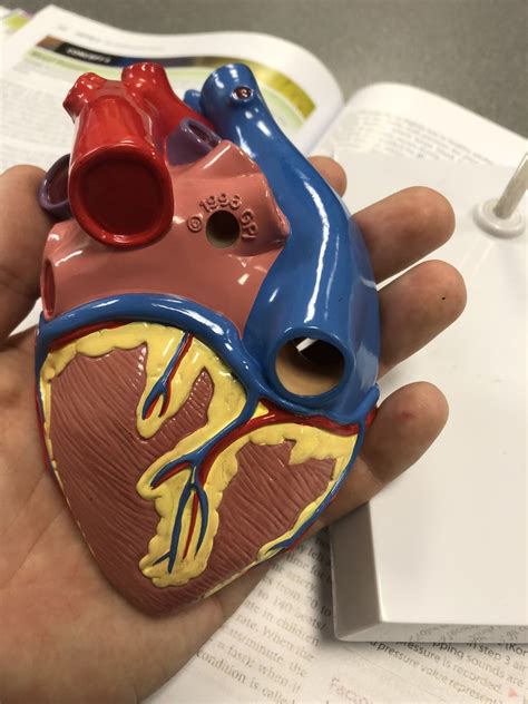 Posterior View Of Heart Model Diagram Quizlet