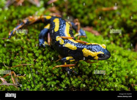 Colorful Salamander Hi Res Stock Photography And Images Alamy