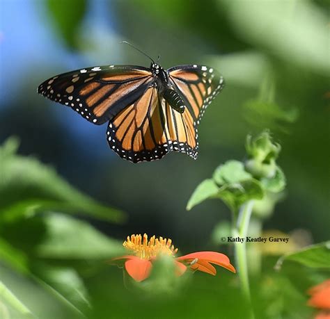 The Monarch Butterflies Arrive Bug Squad Anr Blogs