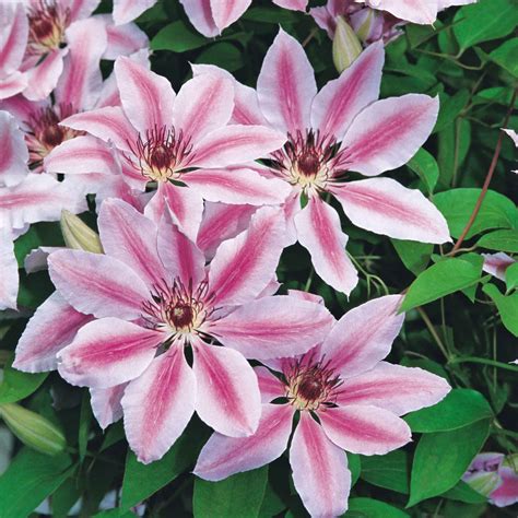 Clematis Nelly Moser 9cm Plant Buy Clematis Plants Online