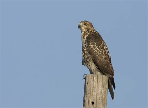 Bill Hubick Photography Red Tailed Hawk Buteo Jamaicensis