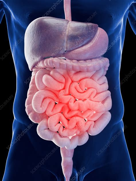 Male Small Intestine Illustration Stock Image F Science